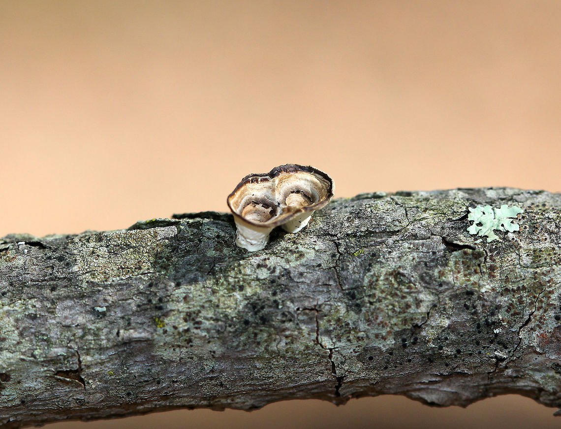 Little Nest Polypore - Trametes conchifer Odd, tiny, cup-like fungi that resemble bird's nest fungus, but without the eggs. This fungus starts out looking cup-like, but it develops a cap as it matures...The "cups" start out with zones of color on the inside and a smooth, white undersurface. With age, a polypore develops as an extension of the cup.<br />
<figure class="photo"><a href="https://www.jungledragon.com/image/56250/little_nest_polypore.html" title="Little Nest Polypore"><img src="https://s3.amazonaws.com/media.jungledragon.com/images/3232/56250_thumb.jpg?AWSAccessKeyId=05GMT0V3GWVNE7GGM1R2&Expires=1759968010&Signature=uxhw6v37EH9MeXgitALV9Agc3zM%3D" width="200" height="150" alt="Little Nest Polypore Odd, tiny, cup-like fungi that resemble bird's nest fungus, but without the eggs. This fungus starts out looking cup-like, but it develops a cap as it matures...The "cups" start out with zones of color on the inside and a smooth, white undersurface. With age, a polypore develops as an extension of the cup. These fungi ranged in size from 3-7mm.<br />
https://www.jungledragon.com/image/71056/little_nest_polypore_-_trametes_conchifer.html<br />
https://www.jungledragon.com/image/58282/little_nest_polypore.html<br />
https://www.jungledragon.com/image/71055/little_nest_polypore_-_trametes_conchifer.html Fall,Fungus,Geotagged,Little nest polypore,Poronidulus conchifer,Trametes conchifer,United States,polypore" /></a></figure><br />
<figure class="photo"><a href="https://www.jungledragon.com/image/58282/little_nest_polypore.html" title="Little Nest Polypore"><img src="https://s3.amazonaws.com/media.jungledragon.com/images/3232/58282_thumb.jpg?AWSAccessKeyId=05GMT0V3GWVNE7GGM1R2&Expires=1759968010&Signature=eBzIYOHVRuqFABogoCIZU8Yd3%2Bc%3D" width="200" height="140" alt="Little Nest Polypore Odd, tiny, cup-like fungi that resemble bird's nest fungus, but without the eggs. This fungus starts out looking cup-like, but it develops a cap as it matures...The "cups" start out with zones of color on the inside and a smooth, white undersurface. With age, a polypore develops as an extension of the cup. These fungi ranged in size from 3-7mm.<br />
<br />
It is thought that the cup-like stage serves as a splash-cup apparatus for distributing asexual spores. Therefore, the mushroom extends its reproductive period by have asexual spore dispersal before producing sexual spores.<br />
https://www.jungledragon.com/image/71056/little_nest_polypore_-_trametes_conchifer.html<br />
https://www.jungledragon.com/image/71055/little_nest_polypore_-_trametes_conchifer.html<br />
https://www.jungledragon.com/image/56250/little_nest_polypore.html Fall,Geotagged,Little Nest Polypore,Little nest polypore,Poronidulus conchifer,United States,fungus,mushroom,polypore" /></a></figure><br />
<figure class="photo"><a href="https://www.jungledragon.com/image/71055/little_nest_polypore_-_trametes_conchifer.html" title="Little Nest Polypore - Trametes conchifer"><img src="https://s3.amazonaws.com/media.jungledragon.com/images/3232/71055_thumb.jpg?AWSAccessKeyId=05GMT0V3GWVNE7GGM1R2&Expires=1759968010&Signature=ZYYKOSk0Z9XQ7%2FVP7KB%2FJhh177s%3D" width="200" height="144" alt="Little Nest Polypore - Trametes conchifer Odd, tiny, cup-like fungi that resemble bird's nest fungus, but without the eggs. This fungus starts out looking cup-like, but it develops a cap as it matures...The "cups" start out with zones of color on the inside and a smooth, white undersurface. With age, a polypore develops as an extension of the cup.<br />
https://www.jungledragon.com/image/71056/little_nest_polypore_-_trametes_conchifer.html<br />
https://www.jungledragon.com/image/56250/little_nest_polypore.html<br />
https://www.jungledragon.com/image/58282/little_nest_polypore.html Fall,Geotagged,Little nest polypore,Poronidulus conchifer,Trametes conchifer,United States" /></a></figure> Fall,Geotagged,Little nest polypore,Poronidulus conchifer,Trametes conchifer,United States