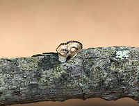 Little Nest Polypore - Trametes conchifer Odd, tiny, cup-like fungi that resemble bird's nest fungus, but without the eggs. This fungus starts out looking cup-like, but it develops a cap as it matures...The "cups" start out with zones of color on the inside and a smooth, white undersurface. With age, a polypore develops as an extension of the cup.<br />
https://www.jungledragon.com/image/56250/little_nest_polypore.html<br />
https://www.jungledragon.com/image/58282/little_nest_polypore.html<br />
https://www.jungledragon.com/image/71055/little_nest_polypore_-_trametes_conchifer.html Fall,Geotagged,Little nest polypore,Poronidulus conchifer,Trametes conchifer,United States
