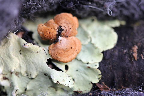 Crimped Gill - Plicaturopsis crispa This fungus has distinctively intricate, gill-like wrinkles on the spore-bearing surface. The upperside of the caps had slightly concentric zoning and brown-orange colors. The caps were 1-2 cm wide
https://www.jungledragon.com/image/56251/crimped_gill.html
 Fall,Geotagged,Plicaturopsis crispa,United States