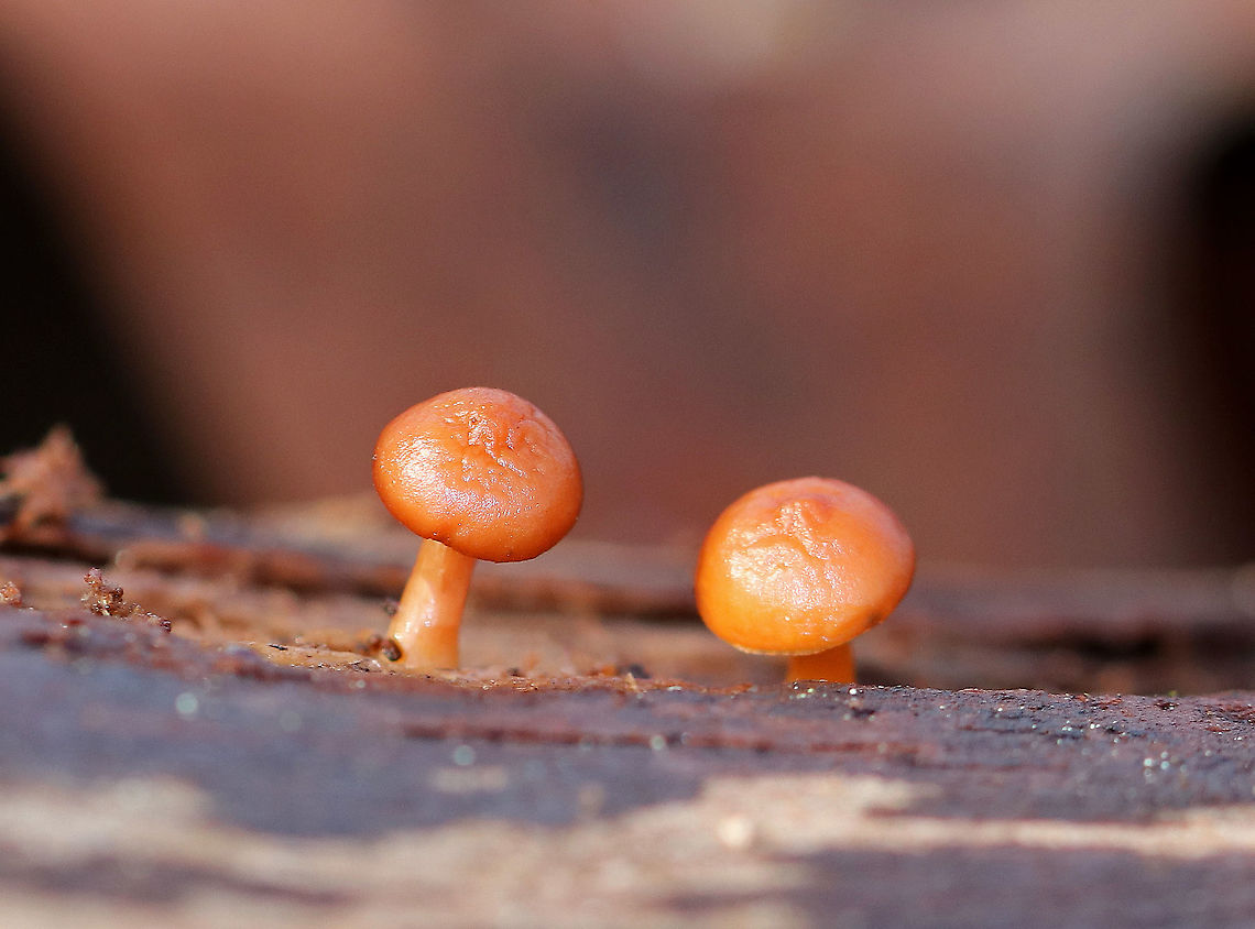 Funeral Bells - Galerina marginata This species has the moniker "funeral bells", and is not a mushroom that you want to mess around with. The caps were tacky and orange-brown to cinnamon colored. Yellowish gills that were just beginning to run down the stem. This species has a stipe that is roughly the same width all the way down and has a fragile, cottony area left from the ring. This cottony zone is one of the most helpful physical features in identifying this deadly species. Caps were 2-4cm wide. <br />
<br />
Galerina marginata has the same kind of toxins that the deadly Amanita species produce. These toxins, called amatoxins, are especially dangerous because they do not produce symptoms for 6-24 hours. Because of the delayed onset of symptoms, the sufferer may not realize that the mushroom they ate earlier is the cause of their illness. Initial symptoms resemble food poisoning, but gradually worsen for a few days until there is a short remission. Unfortunately, the symptoms return within 24 hours, and after another week or so, the liver and kidneys fail. This will result in death unless a liver transplant is performed. <br />
<br />
There is a drug called Silibinin, which is derived from milk thistle, that may be useful in treating amatoxin poisoning - if it is administered soon after poisoning occurs. Galerina marginata,Geotagged,United States,Winter