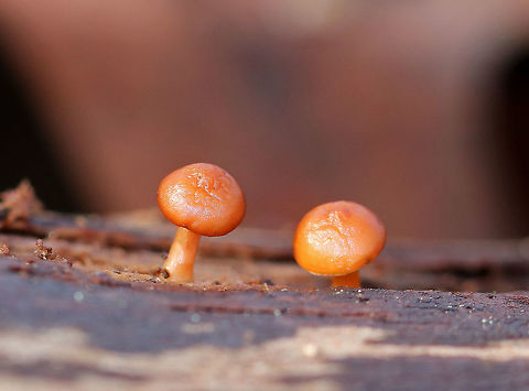 Funeral Bells - Galerina marginata This species has the moniker "funeral bells", and is not a mushroom that you want to mess around with. The caps were tacky and orange-brown to cinnamon colored. Yellowish gills that were just beginning to run down the stem. This species has a stipe that is roughly the same width all the way down and has a fragile, cottony area left from the ring. This cottony zone is one of the most helpful physical features in identifying this deadly species. Caps were 2-4cm wide. 

Galerina marginata has the same kind of toxins that the deadly Amanita species produce. These toxins, called amatoxins, are especially dangerous because they do not produce symptoms for 6-24 hours. Because of the delayed onset of symptoms, the sufferer may not realize that the mushroom they ate earlier is the cause of their illness. Initial symptoms resemble food poisoning, but gradually worsen for a few days until there is a short remission. Unfortunately, the symptoms return within 24 hours, and after another week or so, the liver and kidneys fail. This will result in death unless a liver transplant is performed. 

There is a drug called Silibinin, which is derived from milk thistle, that may be useful in treating amatoxin poisoning - if it is administered soon after poisoning occurs. Galerina marginata,Geotagged,United States,Winter