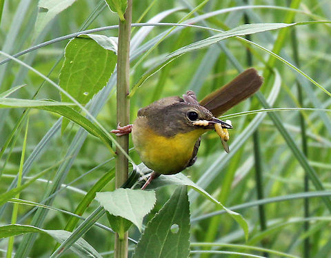 Common Yellowthroat - Geothlypis trichas Typical multitasking mom! She had at least three bugs in her beak in these shots, and was furiously busy flying around the meadow, collecting food, feeding her nestlings, and visiting her mate. Females have olive-gray coloring on their wings and backs. Yellow coloring on their chest and a faint eye ring. They lack the black mask that males have.
https://www.jungledragon.com/image/56443/common_yellowthroat.html
https://www.jungledragon.com/image/58288/common_yellowthroat_female.html Common yellowthroat,Geotagged,Geothlypis trichas,Summer,United States