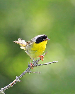 Common Yellowthroat (Male) - Geothlypis trichas A small songbird with olive-gray upperparts and a bright yellow chest and throat. Males have a black mask and a thin white line that separates the mask from the top of the head. This male had a female with him. She was nearby gathering food and made frequent trips back to their brush pile where he was waiting. They had made a home in a large brush pile that was in a meadow.
https://www.jungledragon.com/image/56589/common_yellowthroat_male.html Common yellowthroat,Geotagged,Geothlypis trichas,Summer,United States