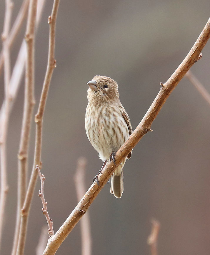 Female House Finch - Haemorhous mexicanus This female was part of a pair. Her partner was sitting nearby singing to her...<br />
<br />
Males have a red head and breast and a streaked, brown belly. The red coloring comes from pigments contained in its food during molt. So, the more pigment in the food, the redder the male. Females seem to prefer to mate with the reddest male they can find! Adult females are grayish brown overall, with a brown head, wings, and tail, and streaked, brown underparts. <br />
<br />
During courtship, males sometimes feed the females in a display that begins with the female pecking at his bill and fluttering her wings, like a fledgling would do. The male then feeds her regurgitated food.<br />
<br />
Habitat: House finches come nest in my yard every year. The male particularly likes to sit in a bush next to my deck each morning and sing his beautiful, warbling songs.<br />
<figure class="photo"><a href="https://www.jungledragon.com/image/71063/male_house_finch_-_haemorhous_mexicanus.html" title="Male House Finch - Haemorhous mexicanus"><img src="https://s3.amazonaws.com/media.jungledragon.com/images/3232/71063_thumb.jpg?AWSAccessKeyId=05GMT0V3GWVNE7GGM1R2&Expires=1767225610&Signature=ugxA4GGuueM%2B8%2FRNI5cvsd12HWs%3D" width="200" height="140" alt="Male House Finch - Haemorhous mexicanus This male was part of a pair. His partner was sitting on a nearby branch.<br />
<br />
Males have a red head and breast and a streaked, brown belly. The red coloring comes from pigments contained in its food during molt. So, the more pigment in the food, the redder the male. Females seem to prefer to mate with the reddest male they can find! Adult females are grayish brown overall, with a brown head, wings, and tail, and streaked, brown underparts. <br />
<br />
During courtship, males sometimes feed the females in a display that begins with the female pecking at his bill and fluttering her wings, like a fledgling would do. The male then feeds her regurgitated food.<br />
<br />
Habitat: House finches come nest in my yard every year. The male particularly likes to sit in a bush next to my deck each morning and sing his beautiful, warbling songs.<br />
https://www.jungledragon.com/image/71062/female_house_finch_-_haemorhous_mexicanus.html<br />
https://www.jungledragon.com/image/58688/house_finches.html Carpodacus mexicanus,Geotagged,Haemorhous mexicanus,House Finch,Spring,United States" /></a></figure><br />
<figure class="photo"><a href="https://www.jungledragon.com/image/58688/house_finches.html" title="House Finches"><img src="https://s3.amazonaws.com/media.jungledragon.com/images/3232/58688_thumb.jpg?AWSAccessKeyId=05GMT0V3GWVNE7GGM1R2&Expires=1767225610&Signature=ABuvnK%2BkjIeg7jo7z63bWoYxNXw%3D" width="200" height="158" alt="House Finches Love is in the air for these house finches! <br />
<br />
 Males have a red head and breast and a streaked, brown belly. The red coloring comes from pigments contained in its food during molt. So, the more pigment in the food, the redder the male. Females seem to prefer to mate with the reddest male they can find! Adult females are grayish brown overall, with a brown head, wings, and tail, and streaked, brown underparts. <br />
<br />
House finches come nest in my yard every year. The male particularly likes to sit in a bush next to my deck each morning and sing his beautiful, warbling songs.<br />
<br />
During courtship, males sometimes feed the females in a display that begins with the female pecking at his bill and fluttering her wings, like a fledgling would do. The male then feeds her regurgitated food. <br />
https://www.jungledragon.com/image/71062/female_house_finch_-_haemorhous_mexicanus.html<br />
https://www.jungledragon.com/image/71063/female_house_finch_-_haemorhous_mexicanus.html Carpodacus mexicanus,Geotagged,Haemorhous,Haemorhous mexicanus,House Finch,Spring,United States,birds,finch,finches,hollywood finch,house finch" /></a></figure> Carpodacus mexicanus,Geotagged,Haemorhous mexicanus,House Finch,Spring,United States