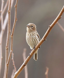 Female House Finch - Haemorhous mexicanus This female was part of a pair. Her partner was sitting nearby singing to her...

Males have a red head and breast and a streaked, brown belly. The red coloring comes from pigments contained in its food during molt. So, the more pigment in the food, the redder the male. Females seem to prefer to mate with the reddest male they can find! Adult females are grayish brown overall, with a brown head, wings, and tail, and streaked, brown underparts. 

During courtship, males sometimes feed the females in a display that begins with the female pecking at his bill and fluttering her wings, like a fledgling would do. The male then feeds her regurgitated food.

Habitat: House finches come nest in my yard every year. The male particularly likes to sit in a bush next to my deck each morning and sing his beautiful, warbling songs.
https://www.jungledragon.com/image/71063/female_house_finch_-_haemorhous_mexicanus.html
https://www.jungledragon.com/image/58688/house_finches.html Carpodacus mexicanus,Geotagged,Haemorhous mexicanus,House Finch,Spring,United States