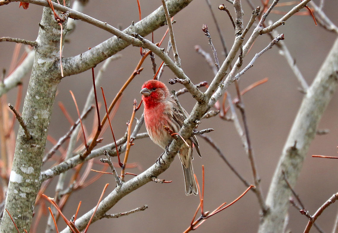 Male House Finch - Haemorhous mexicanus This male was part of a pair. His partner was sitting on a nearby branch.<br />
<br />
Males have a red head and breast and a streaked, brown belly. The red coloring comes from pigments contained in its food during molt. So, the more pigment in the food, the redder the male. Females seem to prefer to mate with the reddest male they can find! Adult females are grayish brown overall, with a brown head, wings, and tail, and streaked, brown underparts. <br />
<br />
During courtship, males sometimes feed the females in a display that begins with the female pecking at his bill and fluttering her wings, like a fledgling would do. The male then feeds her regurgitated food.<br />
<br />
Habitat: House finches come nest in my yard every year. The male particularly likes to sit in a bush next to my deck each morning and sing his beautiful, warbling songs.<br />
<figure class="photo"><a href="https://www.jungledragon.com/image/71062/female_house_finch_-_haemorhous_mexicanus.html" title="Female House Finch - Haemorhous mexicanus"><img src="https://s3.amazonaws.com/media.jungledragon.com/images/3232/71062_thumb.jpg?AWSAccessKeyId=05GMT0V3GWVNE7GGM1R2&Expires=1759968010&Signature=RXlJTtJnbWI6HEa9U0a70OhFW7Y%3D" width="126" height="152" alt="Female House Finch - Haemorhous mexicanus This female was part of a pair. Her partner was sitting nearby singing to her...<br />
<br />
Males have a red head and breast and a streaked, brown belly. The red coloring comes from pigments contained in its food during molt. So, the more pigment in the food, the redder the male. Females seem to prefer to mate with the reddest male they can find! Adult females are grayish brown overall, with a brown head, wings, and tail, and streaked, brown underparts. <br />
<br />
During courtship, males sometimes feed the females in a display that begins with the female pecking at his bill and fluttering her wings, like a fledgling would do. The male then feeds her regurgitated food.<br />
<br />
Habitat: House finches come nest in my yard every year. The male particularly likes to sit in a bush next to my deck each morning and sing his beautiful, warbling songs.<br />
https://www.jungledragon.com/image/71063/female_house_finch_-_haemorhous_mexicanus.html<br />
https://www.jungledragon.com/image/58688/house_finches.html Carpodacus mexicanus,Geotagged,Haemorhous mexicanus,House Finch,Spring,United States" /></a></figure><br />
<figure class="photo"><a href="https://www.jungledragon.com/image/58688/house_finches.html" title="House Finches"><img src="https://s3.amazonaws.com/media.jungledragon.com/images/3232/58688_thumb.jpg?AWSAccessKeyId=05GMT0V3GWVNE7GGM1R2&Expires=1759968010&Signature=dgVuuUXdzeZciHqkKlrpTsXPmxI%3D" width="200" height="158" alt="House Finches Love is in the air for these house finches! <br />
<br />
Males have a red head and breast and a streaked, brown belly. The red coloring comes from pigments contained in its food during molt. So, the more pigment in the food, the redder the male. Females seem to prefer to mate with the reddest male they can find! Adult females are grayish brown overall, with a brown head, wings, and tail, and streaked, brown underparts. <br />
<br />
House finches come nest in my yard every year. The male particularly likes to sit in a bush next to my deck each morning and sing his beautiful, warbling songs.<br />
<br />
During courtship, males sometimes feed the females in a display that begins with the female pecking at his bill and fluttering her wings, like a fledgling would do. The male then feeds her regurgitated food. <br />
https://www.jungledragon.com/image/71062/female_house_finch_-_haemorhous_mexicanus.html<br />
https://www.jungledragon.com/image/71063/female_house_finch_-_haemorhous_mexicanus.html Carpodacus mexicanus,Geotagged,Haemorhous,Haemorhous mexicanus,House Finch,Spring,United States,birds,finch,finches,hollywood finch,house finch" /></a></figure> Carpodacus mexicanus,Geotagged,Haemorhous mexicanus,House Finch,Spring,United States