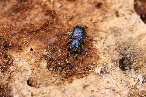Stag Beetle (Male) - Ceruchus piceus Shiny blue-black beetle with large mandibles. The males have a distinctive tooth on the inner edge of their mandibles. It was approximately 13-15 mm long.
https://www.jungledragon.com/image/57562/stag_beetle_male.html
https://www.jungledragon.com/image/71067/stag_beetle_male_-_ceruchus_piceus.html Ceruchus piceus,Fall,Geotagged,United States,beetle,stag beetle