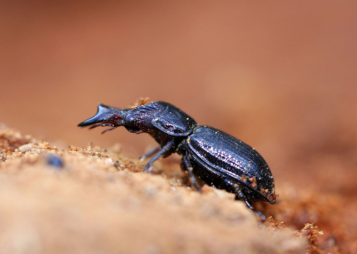 Stag Beetle (Male) - Ceruchus piceus Shiny blue-black beetle with large mandibles. The males have a distinctive tooth on the inner edge of their mandibles. It was approximately 13-15 mm long.<br />
<figure class="photo"><a href="https://www.jungledragon.com/image/57562/stag_beetle_male.html" title="Stag Beetle (Male)"><img src="https://s3.amazonaws.com/media.jungledragon.com/images/3232/57562_thumb.jpg?AWSAccessKeyId=05GMT0V3GWVNE7GGM1R2&Expires=1759968010&Signature=8Th8uL%2FopCOBc3l8M3goc7vgKnQ%3D" width="200" height="142" alt="Stag Beetle (Male) Shiny blue-black beetle with large mandibles. The males have a distinctive tooth on the inner edge of their mandibles. It was approximately 13-15mm long. <br />
https://www.jungledragon.com/image/71066/stag_beetle_male_-_ceruchus_piceus.html<br />
https://www.jungledragon.com/image/71067/stag_beetle_male_-_ceruchus_piceus.html Ceruchus,Ceruchus piceus,Fall,Geotagged,Stag Beetle,United States,beetle,male beetle,male stag beetle" /></a></figure><br />
<figure class="photo"><a href="https://www.jungledragon.com/image/71066/stag_beetle_male_-_ceruchus_piceus.html" title="Stag Beetle (Male) - Ceruchus piceus"><img src="https://s3.amazonaws.com/media.jungledragon.com/images/3232/71066_thumb.jpg?AWSAccessKeyId=05GMT0V3GWVNE7GGM1R2&Expires=1759968010&Signature=PEKj%2B%2BZmzOgVp57aJSUNHe%2BYQqc%3D" width="200" height="134" alt="Stag Beetle (Male) - Ceruchus piceus Shiny blue-black beetle with large mandibles. The males have a distinctive tooth on the inner edge of their mandibles. It was approximately 13-15 mm long.<br />
https://www.jungledragon.com/image/57562/stag_beetle_male.html<br />
https://www.jungledragon.com/image/71067/stag_beetle_male_-_ceruchus_piceus.html Ceruchus piceus,Fall,Geotagged,United States,beetle,stag beetle" /></a></figure> Ceruchus piceus,Fall,Geotagged,United States,beetle,stag beetle