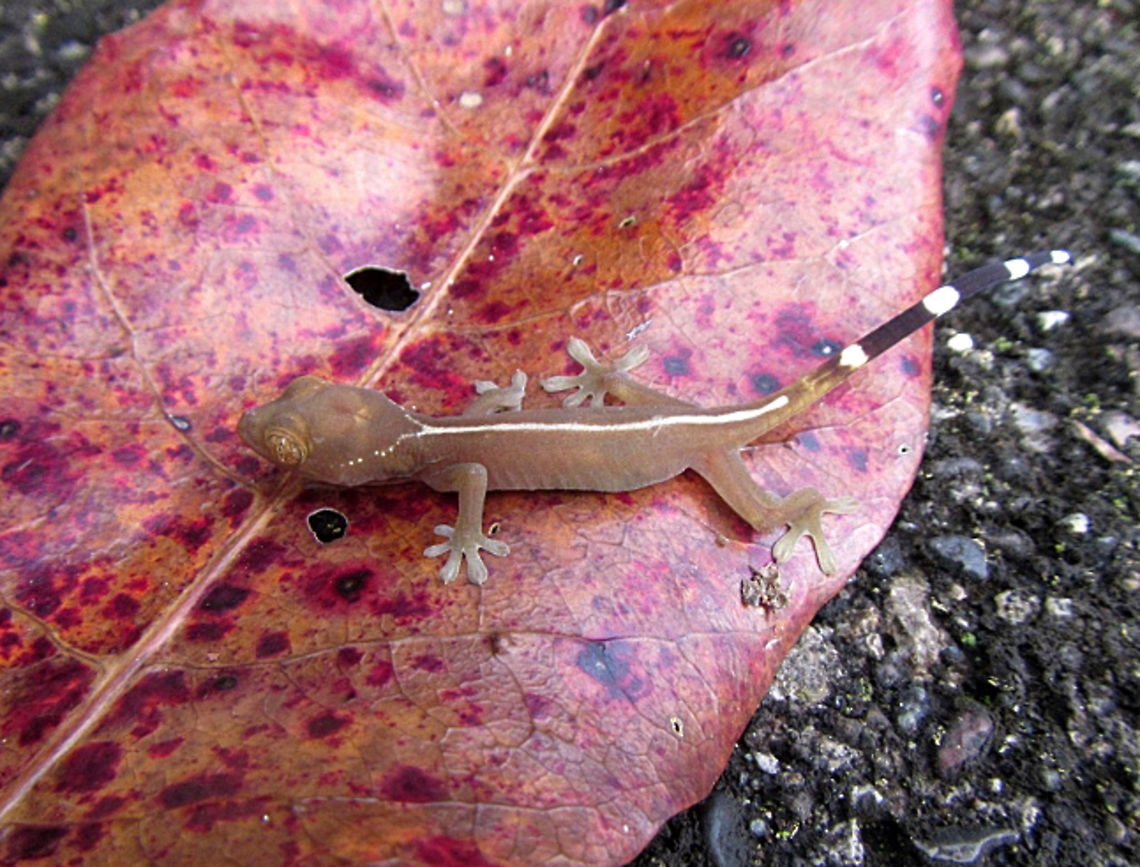 Lined Gecko - Gekko vittatus **Disclaimer - This photo was taken by my husband&#039;s cousin, who gave me permission to identify and post it.<br />
<br />
Habitat: Surumuran, Papua New Guinea Gekko vittatus,Geotagged,Lined gecko,Papua New Guinea,Summer,gecko