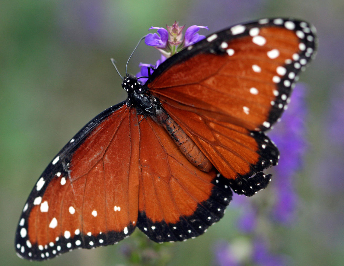 Queen Butterfly - Danaus gilippus Seen at Butterflies in Bloom at Roger Williams Park Danaus gilippus,Geotagged,Queen,Spring,United States,butterfly