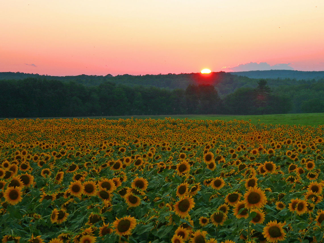 Sunflowers - Helianthus annuus Sunflowers at sunset!<br />
<br />
Habitat: Rural farm Geotagged,Helianthus,Helianthus annuus,Summer,United States,sunflowers
