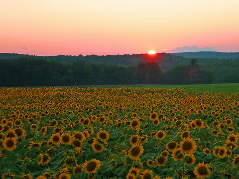 Sunflowers - Helianthus annuus Sunflowers at sunset!

Habitat: Rural farm Geotagged,Helianthus,Helianthus annuus,Summer,United States,sunflowers