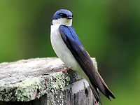 Tree Swallow - Tachycineta bicolor These stunning birds have a deep-blue iridescent back and a white breast. They are streamlined and small in size with long, pointed wings and a short, slightly notched tail.<br />
<br />
Habitat: On a nesting box beside a large pond<br />
https://www.jungledragon.com/image/71078/tree_swallow_-_tachycineta_bicolor.html<br />
https://www.jungledragon.com/image/56442/tree_swallow.html Geotagged,Spring,Tachycineta bicolor,Tree Swallow,United States,bird,blue,swallow