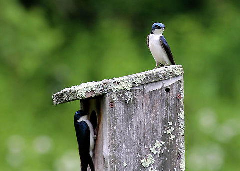Tree Swallow - Tachycineta bicolor These stunning birds have a deep-blue iridescent back and a white breast. They are streamlined and small in size with long, pointed wings and a short, slightly notched tail.

Habitat: On a nesting box beside a large pond
https://www.jungledragon.com/image/56442/tree_swallow.html
https://www.jungledragon.com/image/71077/tree_swallow_-_tachycineta_bicolor.html Geotagged,Spring,Tachycineta bicolor,Tree Swallow,United States,bird,birds,blue,swallows