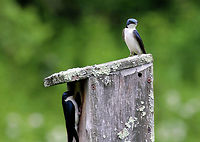 Tree Swallow - Tachycineta bicolor These stunning birds have a deep-blue iridescent back and a white breast. They are streamlined and small in size with long, pointed wings and a short, slightly notched tail.<br />
<br />
Habitat: On a nesting box beside a large pond<br />
https://www.jungledragon.com/image/56442/tree_swallow.html<br />
https://www.jungledragon.com/image/71077/tree_swallow_-_tachycineta_bicolor.html Geotagged,Spring,Tachycineta bicolor,Tree Swallow,United States,bird,birds,blue,swallows