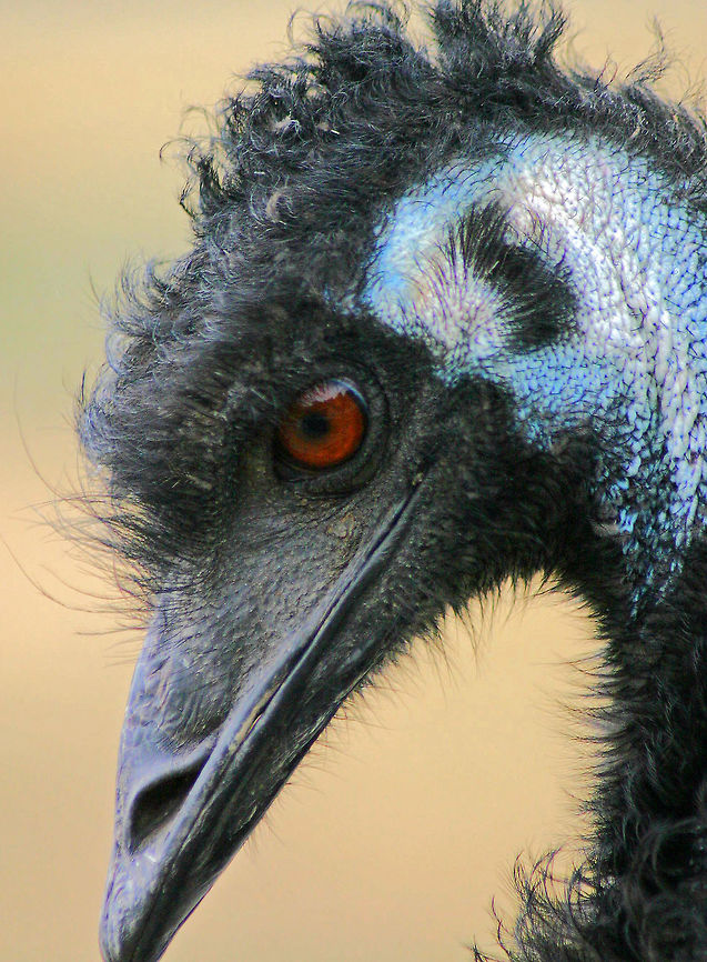 Emu - Dromaius novaehollandiae These soft-feathered, brown, flightless birds reach up to almost seven feet in height. They have long thin necks and legs. Emus can travel great distances at a fast, economical trot and, if necessary, can sprint 31 mph. They are opportunistically nomadic and may travel long distances to find food. Emus will sit in water and are also able to swim. They are curious birds who are known to follow and watch other animals and humans. Emus do not sleep continuously at night but in several short stints sitting down.<br />
<br />
Habitat: Wildlife Safari in Winston, Oregon Dromaius novaehollandiae,Emu,Geotagged,Summer,United States