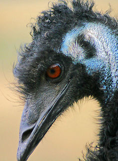 Emu - Dromaius novaehollandiae These soft-feathered, brown, flightless birds reach up to almost seven feet in height. They have long thin necks and legs. Emus can travel great distances at a fast, economical trot and, if necessary, can sprint 31 mph. They are opportunistically nomadic and may travel long distances to find food. Emus will sit in water and are also able to swim. They are curious birds who are known to follow and watch other animals and humans. Emus do not sleep continuously at night but in several short stints sitting down.

Habitat: Wildlife Safari in Winston, Oregon Dromaius novaehollandiae,Emu,Geotagged,Summer,United States