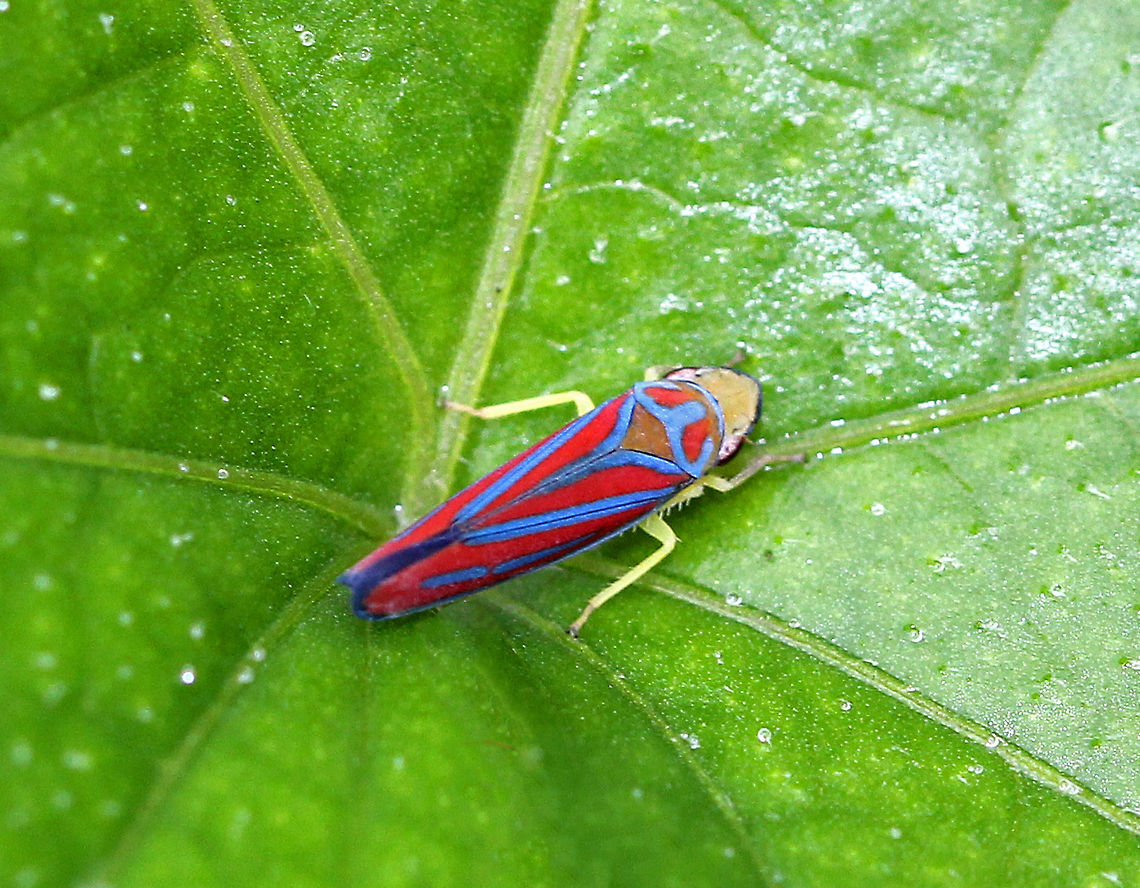 Candy-striped Leafhopper - Graphocephala coccinea Striking vivid blue and red striped leafhopper. Their dorsal surface is yellow. They feed on plant sap using their piercing-sucking mouthparts.<br />
<br />
Habitat: Spotted in a rural, backyard garden. Candy-striped leafhopper,Geotagged,Graphocephala coccinea,Summer,United States