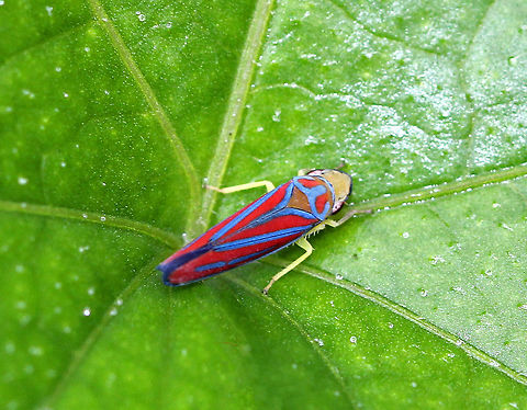 Candy-striped Leafhopper - Graphocephala coccinea Striking vivid blue and red striped leafhopper. Their dorsal surface is yellow. They feed on plant sap using their piercing-sucking mouthparts.

Habitat: Spotted in a rural, backyard garden. Candy-striped leafhopper,Geotagged,Graphocephala coccinea,Summer,United States