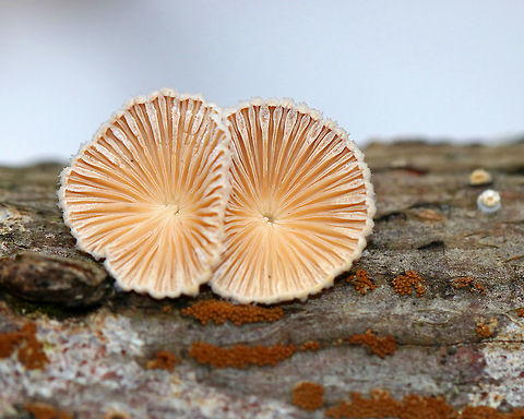 Splitgill Mushroom
