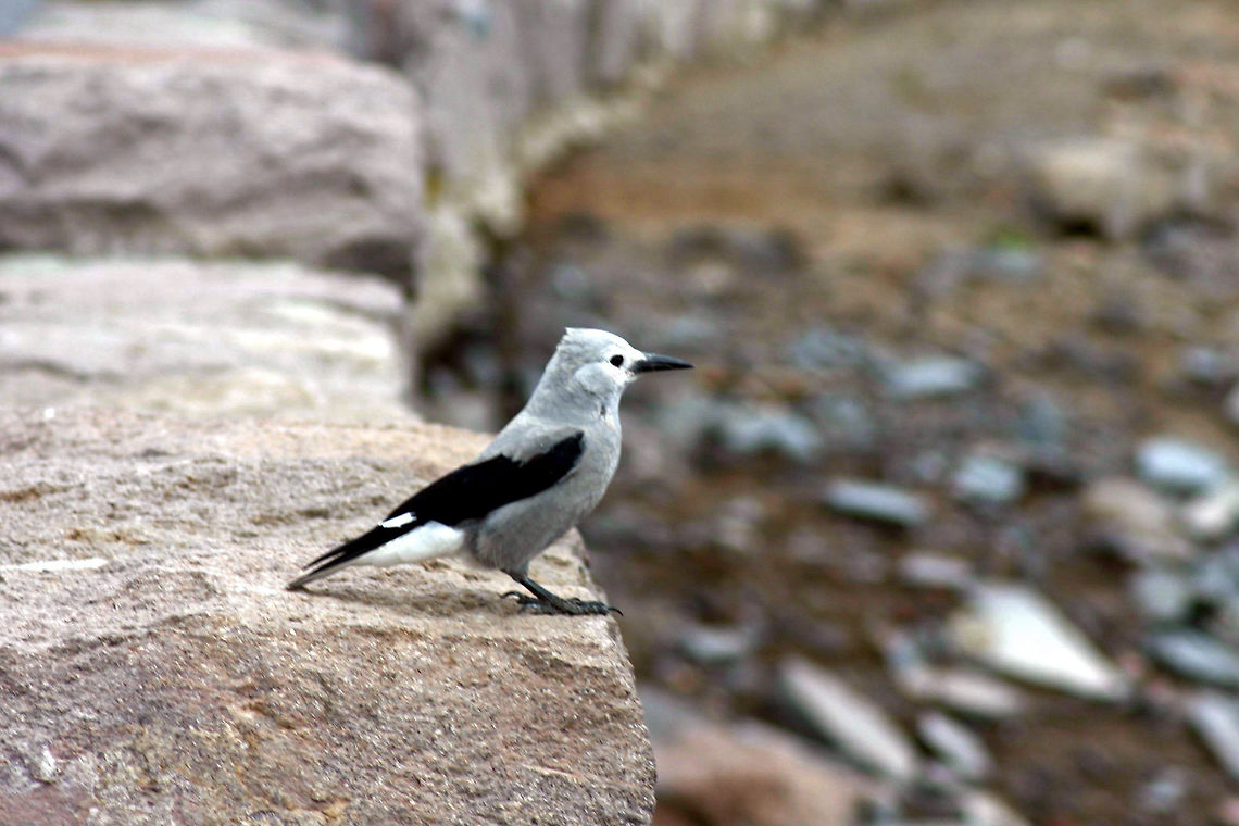 Clark's Nutcracker - Nucifraga columbiana Clark&rsquo;s Nutcrackers are the size of a jay but the shape of a crow, with short tails and rounded, crestless heads. The bill is long, straight, and sharp-tipped. Clark&rsquo;s Nutcrackers are pale gray birds with black wings. In flight, the wings show large white patches along the trailing edges. The tail is black in the center with broad white along either side. Nutcrackers have black bills, legs, and feet.<br />
<br />
Habitat: I saw this one at Crater Lake in Oregon. Clark&rsquo;s Nutcrackers are birds of the mountains. They are closely associated with pines that produce large seeds, such as whitebark pine and limber pine, but are also found in other montane evergreen forests from about 3,000 to more than 11,000 feet in the West. Clark's nutcracker,Geotagged,Nucifraga,Nucifraga columbiana,Summer,United States,bird