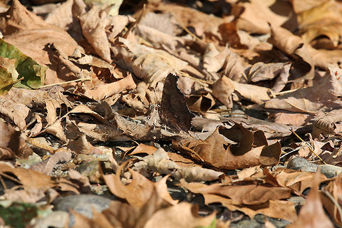 Eastern Comma - Polygonia comma Small butterfly with seasonally variable coloration. The upperside of the forewings is brownish-orange with dark spots, while the upperside of the hindwings is much darker. The underside of the wings are mottled brown with a white comma in the middle of the hindwings. It has amazing camouflage when its wings are closed.
Habitat: Hiding among the sycamore leaves! Can you see it??
https://www.jungledragon.com/image/56492/eastern_comma.html
https://www.jungledragon.com/image/56493/eastern_comma.html Eastern Comma,Fall,Geotagged,Polygonia comma,United States,butterfly,camouflage