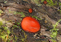 Eyelash Cup - Scutellinia sp. Very tiny red fungi that were 1 mm in size. They were cup-shaped and the outer surfaces were covered with small, dark hairs that resembled eyelashes. There were 6 growing on a stump and ranged in color from bright red to orange.<br />
<br />
https://www.jungledragon.com/image/57907/eyelash_cup_-_scutellinia_sp.html Geotagged,Summer,United States,eyelash cup,red,scutellinia