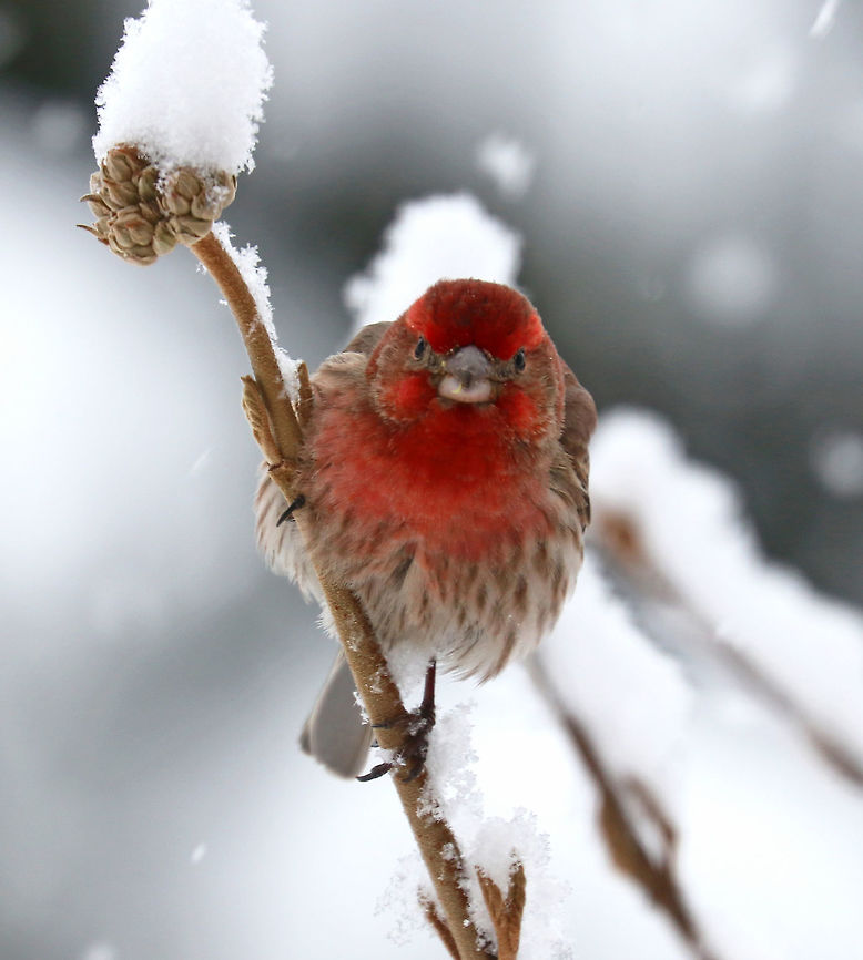 Male House Finch - Haemorhous mexicanus The snowstorm we had this "spring" morning wasn't enough to dampen this handsome fella's spirits. He was up early, and not even the cold snow could hinder him from singing his morning song. Every time I snapped a picture, he would stop and stare at me. I think I was interrupting his special time.<br />
<br />
Males have a red head and breast and a streaked, brown belly. The red coloring comes from pigments contained in its food during molt. So, the more pigment in the food, the redder the male. Females seem to prefer to mate with the reddest male they can find!<br />
<br />
Spotted: Next to my deck in a rural area<br />
<figure class="photo"><a href="https://www.jungledragon.com/image/71112/male_house_finch_-_haemorhous_mexicanus.html" title="Male House Finch - Haemorhous mexicanus"><img src="https://s3.amazonaws.com/media.jungledragon.com/images/3232/71112_thumb.jpg?AWSAccessKeyId=05GMT0V3GWVNE7GGM1R2&Expires=1759968010&Signature=CNsfsTk5WH%2FzaCRKoS3M79%2Fmzvg%3D" width="200" height="154" alt="Male House Finch - Haemorhous mexicanus The snowstorm we had this "spring" morning wasn't enough to dampen this handsome fella's spirits. He was up early, and not even the cold snow could hinder him from singing his morning song. Every time I snapped a picture, he would stop and stare at me. I think I was interrupting his special time.<br />
<br />
Males have a red head and breast and a streaked, brown belly. The red coloring comes from pigments contained in its food during molt. So, the more pigment in the food, the redder the male. Females seem to prefer to mate with the reddest male they can find!<br />
<br />
Spotted: Next to my deck in a rural area<br />
https://www.jungledragon.com/image/58735/male_house_finch.html<br />
https://www.jungledragon.com/image/71111/male_house_finch_-_haemorhous_mexicanus.html Carpodacus mexicanus,Geotagged,Haemorhous mexicanus,House Finch,Spring,United States,finch,male house finch" /></a></figure><br />
<figure class="photo"><a href="https://www.jungledragon.com/image/58735/male_house_finch.html" title="Male House Finch"><img src="https://s3.amazonaws.com/media.jungledragon.com/images/3232/58735_thumb.jpg?AWSAccessKeyId=05GMT0V3GWVNE7GGM1R2&Expires=1759968010&Signature=CztoUhtFa%2FXhKXJGuvpXMqxfFxo%3D" width="200" height="158" alt="Male House Finch The snowstorm we had this "spring" morning wasn't enough to dampen this handsome fella's spirits. He was up early, and not even the cold snow could hinder him from singing his morning song.<br />
<br />
Males have a red head and breast and a streaked, brown belly. The red coloring comes from pigments contained in its food during molt. So, the more pigment in the food, the redder the male. Females seem to prefer to mate with the reddest male they can find!<br />
<br />
Spotted: Next to my deck in a rural area<br />
<br />
https://www.jungledragon.com/image/71111/male_house_finch_-_haemorhous_mexicanus.html<br />
https://www.jungledragon.com/image/71112/male_house_finch_-_haemorhous_mexicanus.html Carpodacus mexicanus,Geotagged,Haemorhous mexicanus,House Finch,Spring,United States,bird,finch,house finch,male finch,male house finch,red bird" /></a></figure> Carpodacus mexicanus,Geotagged,Haemorhous mexicanus,House Finch,Spring,United States,bird
