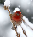Male House Finch - Haemorhous mexicanus The snowstorm we had this "spring" morning wasn't enough to dampen this handsome fella's spirits. He was up early, and not even the cold snow could hinder him from singing his morning song. Every time I snapped a picture, he would stop and stare at me. I think I was interrupting his special time.<br />
<br />
Males have a red head and breast and a streaked, brown belly. The red coloring comes from pigments contained in its food during molt. So, the more pigment in the food, the redder the male. Females seem to prefer to mate with the reddest male they can find!<br />
<br />
Spotted: Next to my deck in a rural area<br />
https://www.jungledragon.com/image/71112/male_house_finch_-_haemorhous_mexicanus.html<br />
https://www.jungledragon.com/image/58735/male_house_finch.html Carpodacus mexicanus,Geotagged,Haemorhous mexicanus,House Finch,Spring,United States,bird