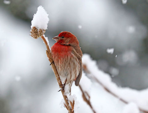 Male House Finch - Haemorhous mexicanus The snowstorm we had this "spring" morning wasn't enough to dampen this handsome fella's spirits. He was up early, and not even the cold snow could hinder him from singing his morning song. Every time I snapped a picture, he would stop and stare at me. I think I was interrupting his special time.

Males have a red head and breast and a streaked, brown belly. The red coloring comes from pigments contained in its food during molt. So, the more pigment in the food, the redder the male. Females seem to prefer to mate with the reddest male they can find!

Spotted: Next to my deck in a rural area
https://www.jungledragon.com/image/58735/male_house_finch.html
https://www.jungledragon.com/image/71111/male_house_finch_-_haemorhous_mexicanus.html Carpodacus mexicanus,Geotagged,Haemorhous mexicanus,House Finch,Spring,United States,finch,male  house finch