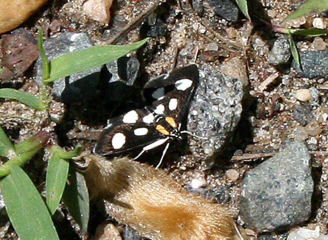 White-Spotted Sable Moth - Anania funebris Eek! Sorry for the terrible shot, but this moth was so pretty and it&#039;s the only one of this species that I&#039;ve ever seen!<br />
<br />
Habitat: Next to a river in a deciduous forest. Anania,Anania funebris,Geotagged,Spring,United States,White-Spotted Sable Moth,moth