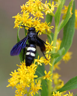 Double-banded Scoliid Wasp - Scolia bicincta Dark, hairy wasp with two cream colored bands on its abdomen.

Habitat: Meadow Double-banded Scoliid,Double-banded Scoliid Wasp,Geotagged,Scolia,Scolia bicincta,Scoliidae,Summer,United States,wasp