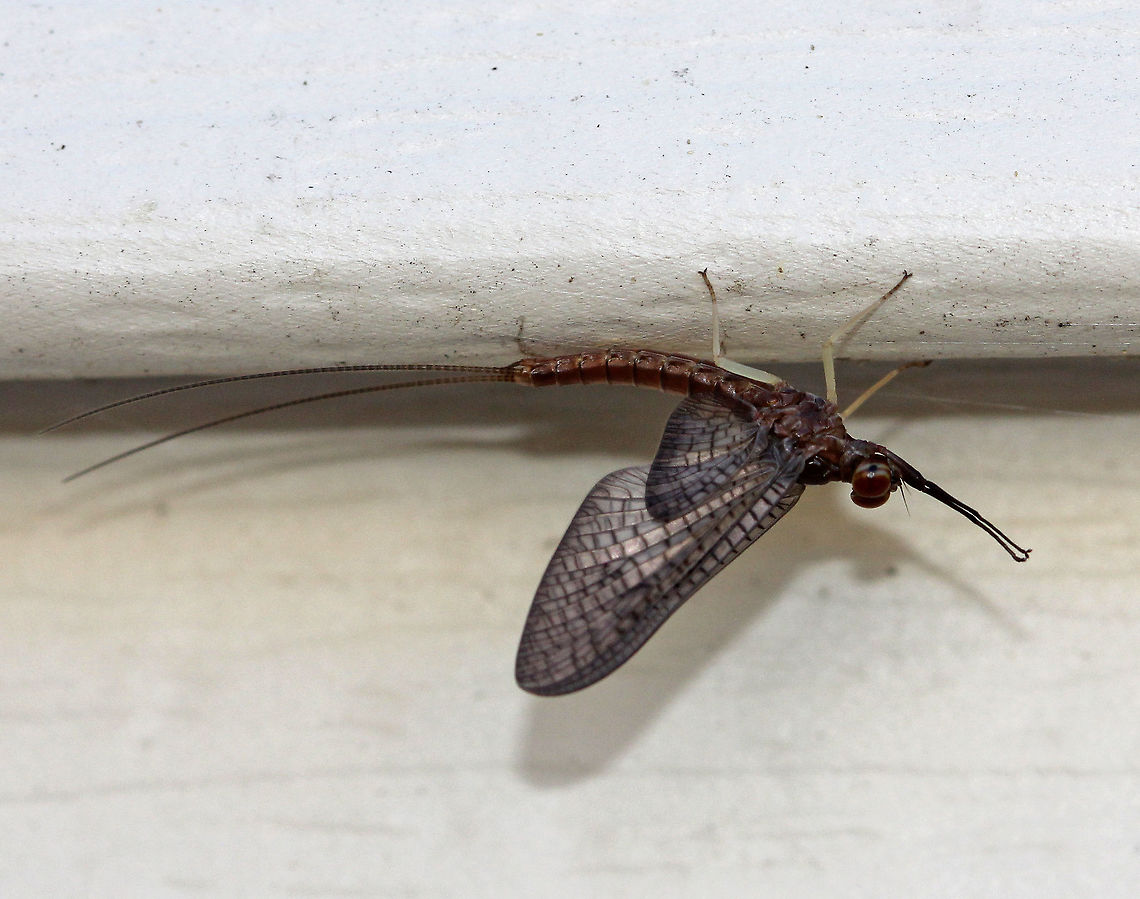 Mahogany Dun - Isonychia bicolor These mayflies are quite particular as to which rivers they choose - even if the water is excellent quality, that doesn't guarantee that they will live there.<br />
<br />
Habitat: Spotted under a light on a building in a rural area. Geotagged,Isonychia bicolor,Summer,United States,bicolor,mahogany dun,mayfly