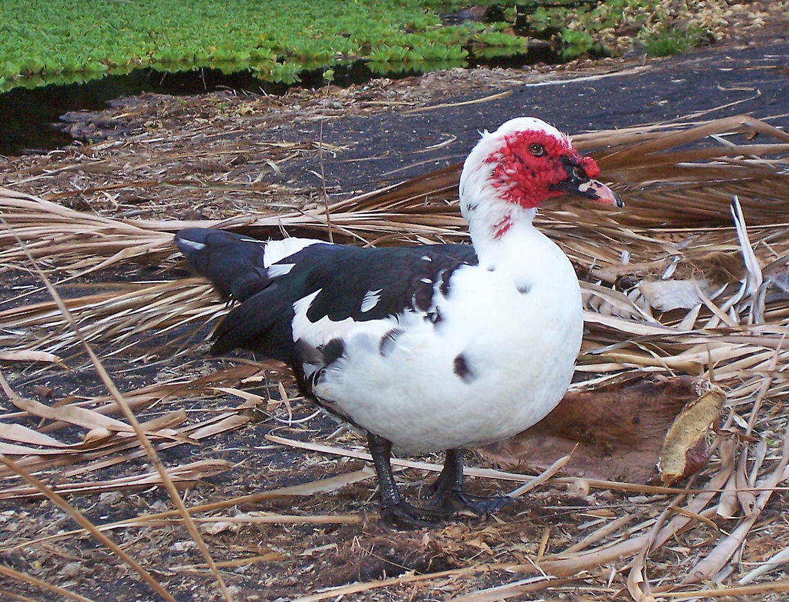 Muscovy Duck - Cairina moschata Habitat: Spotted on a black sand beach Cairina,Cairina moschata,Geotagged,Muscovy duck,Spring,United States,duck,hawaii