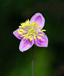 Meadow-Rue  -Thalictrum delavayi These plants grow in tall, dense clumps. They have medium green, compound leaves and small, lavender flowers with yellow stamens.

 Chinese meadow-rue,Geotagged,Summer,Thalictrum delavayi,United States,meadow rue,meadow-rue