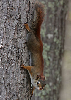 American Red Squirrel - Tamiasciurus hudsonicus Small squirrel with reddish fur and a white venter. They are very noisy and highly territorial.

Red squirrels are known to tap sugar maple trees to harvest the sugar in the sap. To do this, they actually bite into the tree trunk in order to puncture the xylem.
https://www.jungledragon.com/image/56975/american_red_squirrel.html
https://www.jungledragon.com/image/56976/american_red_squirrel.html American red squirrel,Geotagged,Spring,Tamiasciurus hudsonicus,United States