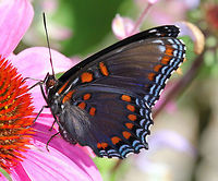 Red-spotted Purple - Limenitis arthemis Upperside is blue with a lot of iridescence on the outer part of the hindwings. The underside of the wings is dark brown. The forewings have 2 red bars near the base of the leading edge and the hindwings have 3 red spots near the base and a submarginal row of red-orange spots.<br />
<br />
Habitat: Rural garden<br />
https://www.jungledragon.com/image/56590/red-spotted_purple.html Geotagged,Limenitis,Limenitis arthemis,Red-spotted purple,Summer,United States,butterfly
