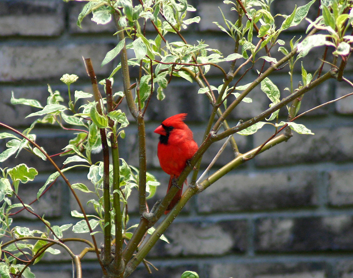 Northern Cardinal - Cardinalis cardinalis Habitat: Suburban area Cardinalis cardinalis,Geotagged,Northern Cardinal,Spring,United States,bird,cardinal,red,red bird