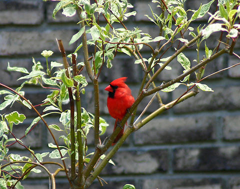 Northern Cardinal - Cardinalis cardinalis Habitat: Suburban area Cardinalis cardinalis,Geotagged,Northern Cardinal,Spring,United States,bird,cardinal,red,red bird