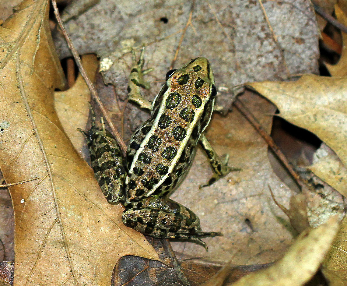 Pickerel Frog - Lithobates palustris A smooth-skinned frog with green dorsal rectangular spots, which were arranged in two rows. It&#039;s body was brown. I tried to catch it to see the underside, but it was too fast! It was approximately 3 cm long.<br />
<br />
Habitat: Spotted in a mixed forest next to a large pond and wetland area. Geotagged,Lithobates palustris,Pickerel frog,Summer,United States