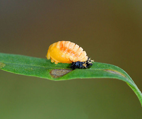 Multicolored Asian Lady Beetle Pupa - Harmonia axyridis Spotted on a frigid autumn afternoon, this fresh lady beetle pupa had not yet hardened and kept moving up and down as it got acclimated to its new life stage. It was yellow and pale orange in color, had an elongated dome shape, and was attached to a leaf with the spiky remains of the larval skin clearly seen clinging to one end. As it hardens, it will turn dark orange with black spots.
https://www.jungledragon.com/image/56355/multicolored_asian_lady_beetle_pupa.html Fall,Geotagged,Harlequin Ladybird,Harmonia axyridis,Teneral,United States,beetle pupa,pupa