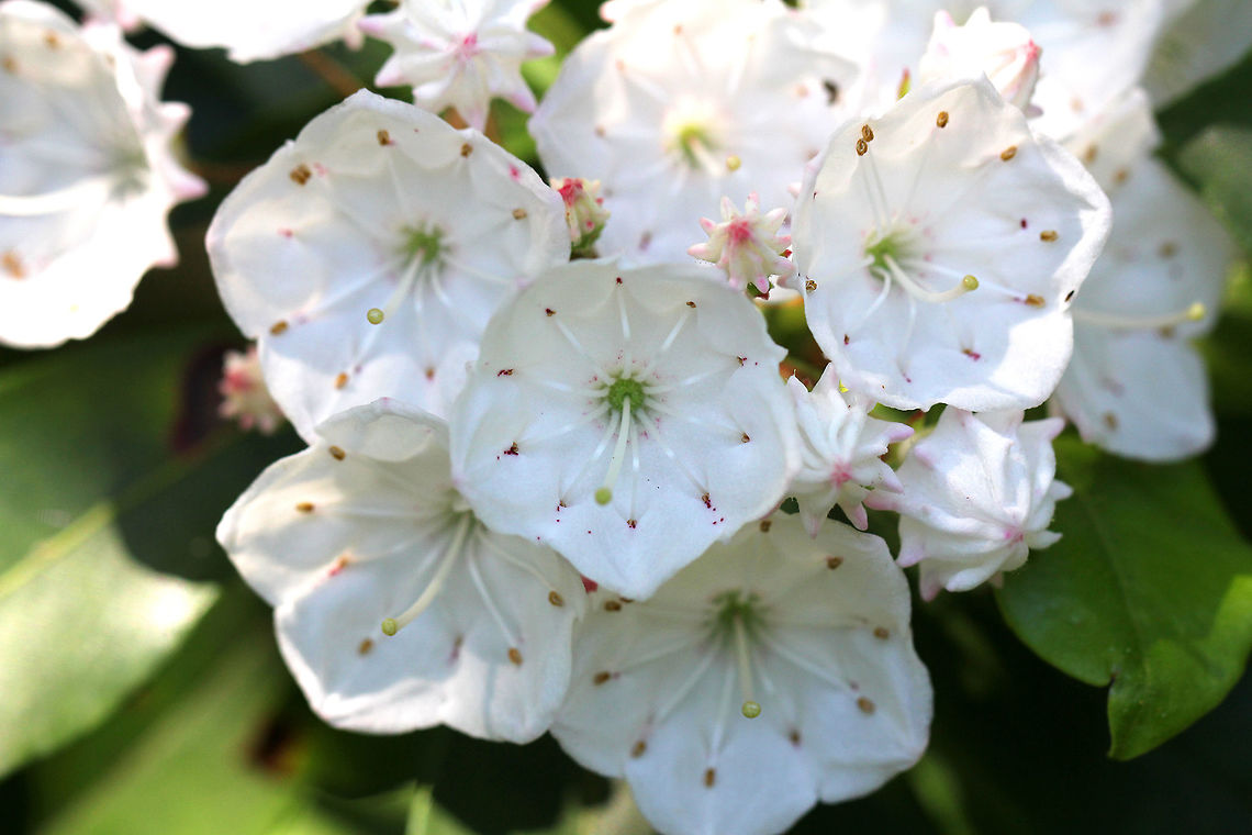 Mountain Laurel - Kalmia latifolia Large shrub (5 feet tall) with dramatic clusters of white and pink buds and white flowers. The leaves were shiny and leathery.<br />
<figure class="photo"><a href="https://www.jungledragon.com/image/56895/mountain_laurel_flower_bud.html" title="Mountain Laurel Flower Bud"><img src="https://s3.amazonaws.com/media.jungledragon.com/images/3232/56895_thumb.jpg?AWSAccessKeyId=05GMT0V3GWVNE7GGM1R2&Expires=1759968010&Signature=%2Fk46PI2MvjH%2BPm8%2Fno7LFI7EajU%3D" width="200" height="142" alt="Mountain Laurel Flower Bud Large shrub (5 feet tall) with dramatic clusters of white and pink buds and white flowers. The leaves were shiny and leathery.<br />
https://www.jungledragon.com/image/71155/mountain_laurel_-_kalmia_latifolia.html Geotagged,Kalmia latifolia,Mountain Laurel,Mountain-laurel,Spring,United States,bud,flower" /></a></figure> Geotagged,Kalmia latifolia,Mountain-laurel,Spring,United States
