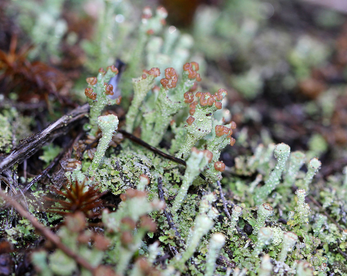 Smooth Cladonia - Cladonia gracilis Lichen with large, green cup-bearing podetia. The cups are wide and brown in color.<br />
<figure class="photo"><a href="https://www.jungledragon.com/image/57175/smooth_cladonia_-_cladonia_gracilis.html" title="Smooth Cladonia - Cladonia gracilis"><img src="https://s3.amazonaws.com/media.jungledragon.com/images/3232/57175_thumb.jpg?AWSAccessKeyId=05GMT0V3GWVNE7GGM1R2&Expires=1759968010&Signature=owkW3AeJziWk%2BqnvDA4lBMr0YyE%3D" width="200" height="138" alt="Smooth Cladonia - Cladonia gracilis Lichen with large, green cup-bearing podetia. The cups are wide and brown in color.<br />
https://www.jungledragon.com/image/71159/smooth_cladonia_-_cladonia_gracilis.html Cladonia,Cladonia gracilis,Fall,Geotagged,Smooth Cladonia,United States,lichen" /></a></figure> Cladonia gracilis,Fall,Geotagged,United States,lichen