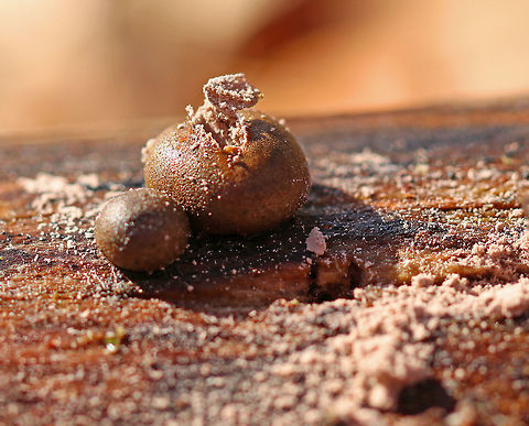 Wolf's Milk Slime Mold - Lycogala epidendrum Mature, brown aethalia with a powdery mass of lavender spores inside. Some had already burst out through the little holes.

Habitat: Growing on rotting wood in a mixed forest. Geotagged,Lycogala epidendrum,United States,Winter,Wolf's milk,slime mold