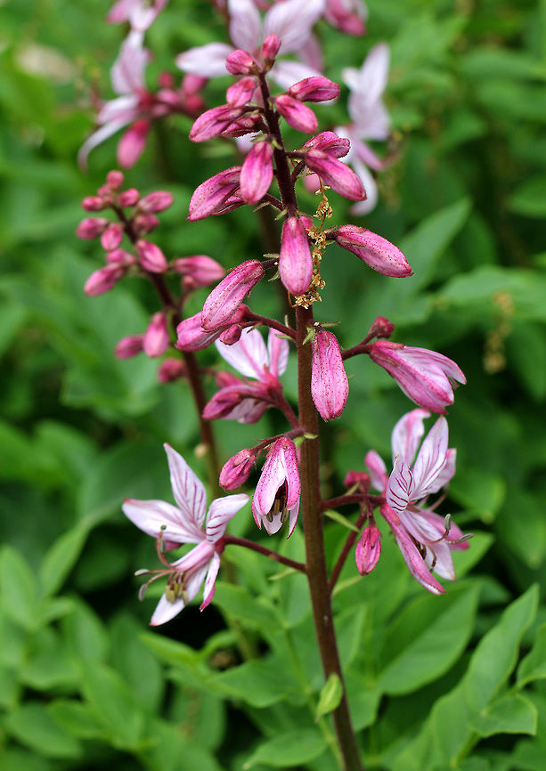 Burning Bush - Dictamnus albus Stems are topped by terminal racemes of fragrant, 5-petaled light pink flowers that have darker pink stripes. In hot weather, old flowers emit a flammable oil, which can be ignited - resulting in a brief vapor burn that is harmless to the plant.<br />
<figure class="photo"><a href="https://www.jungledragon.com/image/56588/burning_bush_-_dictamnus_albus.html" title="Burning Bush - Dictamnus albus"><img src="https://s3.amazonaws.com/media.jungledragon.com/images/3232/56588_thumb.jpg?AWSAccessKeyId=05GMT0V3GWVNE7GGM1R2&Expires=1769040010&Signature=A83BprPwaeTbSNVt0oeitwZMmjY%3D" width="200" height="164" alt="Burning Bush - Dictamnus albus Stems are topped by terminal racemes of fragrant, 5-petaled light pink flowers that have darker pink stripes. In hot weather, old flowers emit a flammable oil, which can be ignited - resulting in a brief vapor burn that is harmless to the plant.<br />
https://www.jungledragon.com/image/71161/burning_bush_-_dictamnus_albus.html Burning Bush,Dictamnus,Dictamnus albus,Geotagged,Spring,United States,flower" /></a></figure> Burning bush,Dictamnus albus,Geotagged,Spring,United States