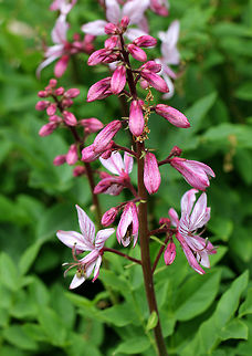 Burning Bush - Dictamnus albus Stems are topped by terminal racemes of fragrant, 5-petaled light pink flowers that have darker pink stripes. In hot weather, old flowers emit a flammable oil, which can be ignited - resulting in a brief vapor burn that is harmless to the plant.
https://www.jungledragon.com/image/56588/burning_bush.html Burning bush,Dictamnus albus,Geotagged,Spring,United States