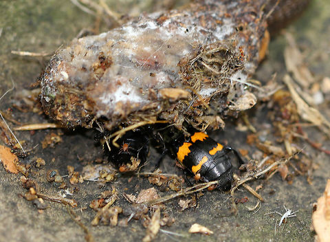 Tomentose Burying Beetle (with Phoretic Mites) - Nicrophorus tomentosus This beetle was more like a "carry-on" beetle as it was covered in mites. These beetles have very sensitive antennae, which have olfactory organs that help them locate carcasses. However, unlike other burying beetles, this species has a unique technique - they eliminate the soil under a carcass, so that the carcass will then sink below the ground after which they cover it with loose soil and leaves. They typically eat the carcasses of small vertebrate animals, including moles, rats, and mice. Once they locate a food source, they first remove any hair/feathers, roll the carcass into a ball, and then spray it with a secretion in order to preserve it. The larvae eat regurgitated food from both parents and also feed straight from the carcass. The phoretic mites are beneficial for the beetles - they hitchhike to the carcass and then they eat maggots and fly eggs found in/on the flesh. So, they actually clean and remove from the carcass any potential competitors of the carrion beetle&rsquo;s larva. Pretty cool example of mutualism.

Habitat: I spotted two of these beetles feasting on some kind of dead, rotting critter on top of a large rock in a mostly deciduous forest. I spotted them because my kids and I usually rest and have a snack on this rock whenever we go on this particular hike. But, over the past few weeks, a fox has been leaving it's own "snacks" and feces on our rock. I'm guessing it's marking its territory. Now, the carrion beetles have moved in, thanks to the fox's "gifts".
https://www.jungledragon.com/image/56267/tomentose_burying_beetle_with_phoretic_mites.html Geotagged,Nicrophorus tomentosus,Summer,United States,beetle,mites,phoretic mites