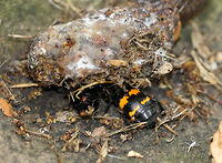 Tomentose Burying Beetle (with Phoretic Mites) - Nicrophorus tomentosus This beetle was more like a "carry-on" beetle as it was covered in mites. These beetles have very sensitive antennae, which have olfactory organs that help them locate carcasses. However, unlike other burying beetles, this species has a unique technique - they eliminate the soil under a carcass, so that the carcass will then sink below the ground after which they cover it with loose soil and leaves. They typically eat the carcasses of small vertebrate animals, including moles, rats, and mice. Once they locate a food source, they first remove any hair/feathers, roll the carcass into a ball, and then spray it with a secretion in order to preserve it. The larvae eat regurgitated food from both parents and also feed straight from the carcass. The phoretic mites are beneficial for the beetles - they hitchhike to the carcass and then they eat maggots and fly eggs found in/on the flesh. So, they actually clean and remove from the carcass any potential competitors of the carrion beetle’s larva. Pretty cool example of mutualism.<br />
<br />
Habitat: I spotted two of these beetles feasting on some kind of dead, rotting critter on top of a large rock in a mostly deciduous forest. I spotted them because my kids and I usually rest and have a snack on this rock whenever we go on this particular hike. But, over the past few weeks, a fox has been leaving it's own "snacks" and feces on our rock. I'm guessing it's marking its territory. Now, the carrion beetles have moved in, thanks to the fox's "gifts".<br />
https://www.jungledragon.com/image/56267/tomentose_burying_beetle_with_phoretic_mites.html Geotagged,Nicrophorus tomentosus,Summer,United States,beetle,mites,phoretic mites