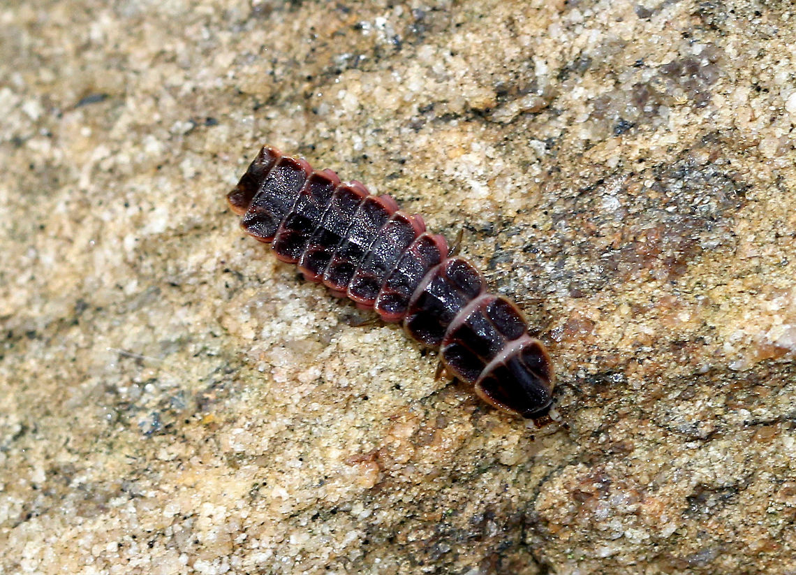 Firefly Larva - Family Lampyridae These beetle larvae look like prehistoric armored insects. They have flattened dorsal segments that extend to the back and sides, like overlapping plates. Their pink and white ventral surface is more fleshy and contains a glow organ with photocytes (light cells) at the end of their abdomens, which create bioluminescent light. So, how does a beetle larva's bum become a light beacon? Here's how - the light cells need several ingredients in order to make light. They need luciferin, ATP, and luciferase. Luciferase is an enzyme that causes the luciferin to produce light, and ATP provides the energy to drive the chemical reaction. Interestingly, these ingredients are always present in the glow organ, but it doesn't always glow because oxygen is required for the chemical reaction to occur. No oxygen = no reaction. No reaction = no light. The firefly larvae control the oxygen supply, so when they need to glow again, they simply feed oxygen to their glow organ, and voil&aacute;&mdash;it creates light.<br />
<figure class="photo"><a href="https://www.jungledragon.com/image/57043/firefly_larva_-_family_lampyridae.html" title="Firefly Larva - Family Lampyridae"><img src="https://s3.amazonaws.com/media.jungledragon.com/images/3232/57043_thumb.jpg?AWSAccessKeyId=05GMT0V3GWVNE7GGM1R2&Expires=1769040010&Signature=iDumfwTFfhsGaifAVcQ6Q5zbOcQ%3D" width="200" height="150" alt="Firefly Larva - Family Lampyridae These beetle larvae look like prehistoric armored insects. They have flattened dorsal segments that extend to the back and sides, like overlapping plates. Their pink and white ventral surface is more fleshy and contains a glow organ with photocytes (light cells) at the end of their abdomens, which create bioluminescent light. So, how does a beetle larva's bum become a light beacon? Here's how - the light cells need several ingredients in order to make light. They need luciferin, ATP, and luciferase. Luciferase is an enzyme that causes the luciferin to produce light, and ATP provides the energy to drive the chemical reaction. Interestingly, these ingredients are always present in the glow organ, but it doesn't always glow because oxygen is required for the chemical reaction to occur. No oxygen = no reaction. No reaction = no light. The firefly larvae control the oxygen supply, so when they need to glow again, they simply feed oxygen to their glow organ, and voil&aacute;&mdash;it creates light. <br />
https://www.jungledragon.com/image/71163/firefly_larva_-_family_lampyridae.html Fall,Family Lampyridae,Firefly,Firefly Larva,Geotagged,Lampyridae,United States,beetle larva,larva" /></a></figure> Fall,Geotagged,United States,firefly,firefly larva,lampyridae,larva