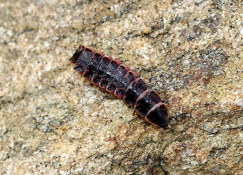 Firefly Larva - Family Lampyridae These beetle larvae look like prehistoric armored insects. They have flattened dorsal segments that extend to the back and sides, like overlapping plates. Their pink and white ventral surface is more fleshy and contains a glow organ with photocytes (light cells) at the end of their abdomens, which create bioluminescent light. So, how does a beetle larva's bum become a light beacon? Here's how - the light cells need several ingredients in order to make light. They need luciferin, ATP, and luciferase. Luciferase is an enzyme that causes the luciferin to produce light, and ATP provides the energy to drive the chemical reaction. Interestingly, these ingredients are always present in the glow organ, but it doesn't always glow because oxygen is required for the chemical reaction to occur. No oxygen = no reaction. No reaction = no light. The firefly larvae control the oxygen supply, so when they need to glow again, they simply feed oxygen to their glow organ, and voilá—it creates light.
https://www.jungledragon.com/image/57043/firefly_larva_-_family_lampyridae.html Fall,Geotagged,United States,firefly,firefly larva,lampyridae,larva